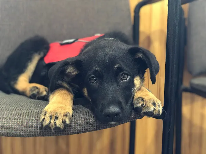 Snowflake Pet Center Picture 5