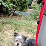 Vetco Vaccination Clinic