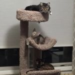 VCA Mount Kisco Veterinary Clinic