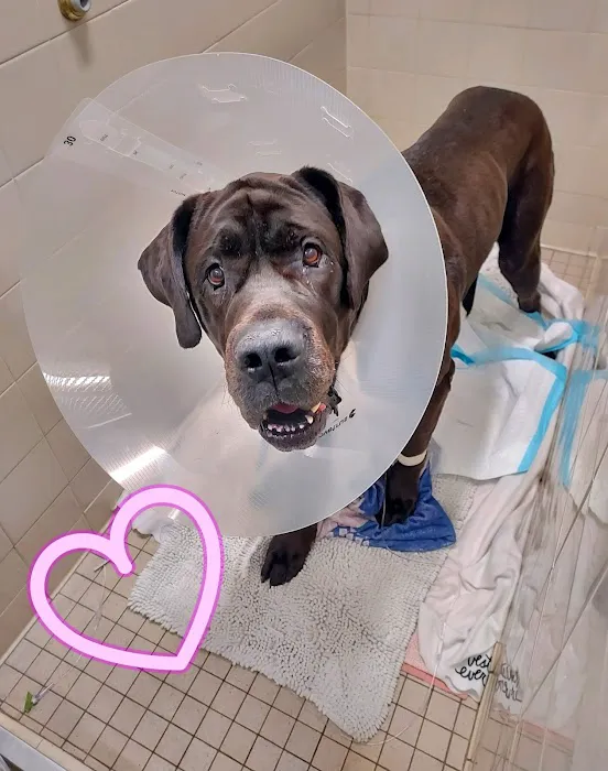 VCA Mount Kisco Veterinary Clinic Picture 10