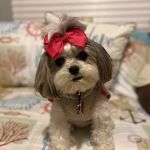 Healing Paws Veterinary Center