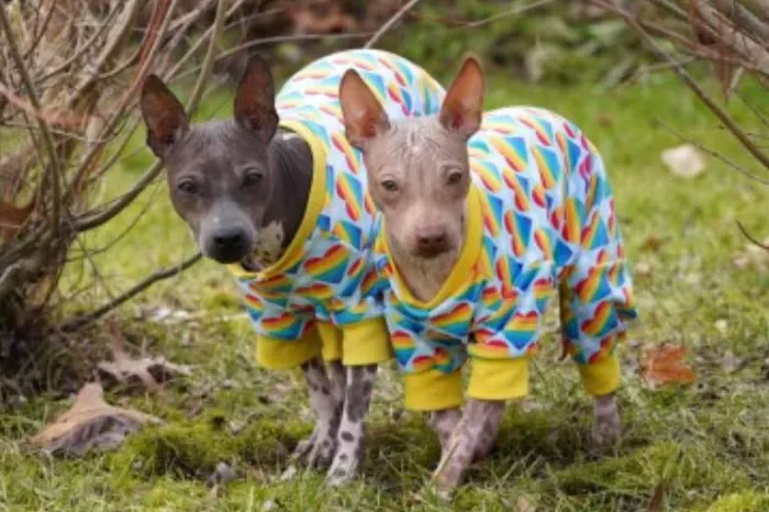 Healing Paws Veterinary Center Picture 9
