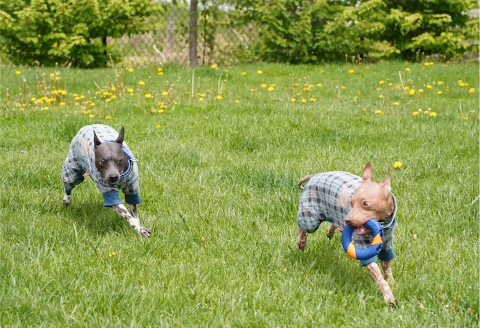 Healing Paws Veterinary Center Picture 8