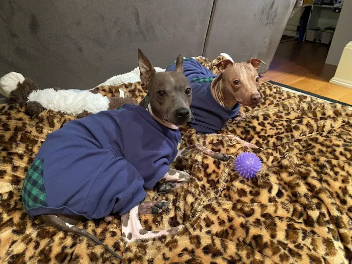 Healing Paws Veterinary Center Picture 7