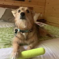 Family Veterinary Care ico