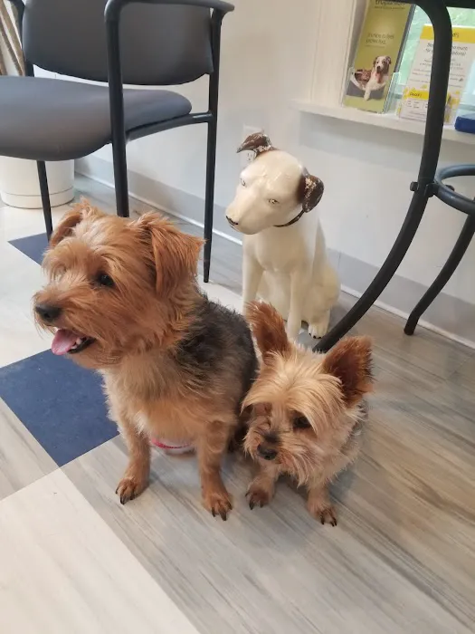 Family Veterinary Care Picture 3