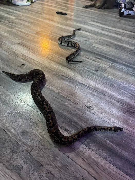 Kawika's Konstrictors, LLC. (Ball Python Breeding) Picture 3