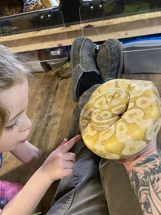 Kawika's Konstrictors, LLC. (Ball Python Breeding) Picture 5