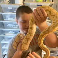 Kawika's Konstrictors, LLC. (Ball Python Breeding) ico