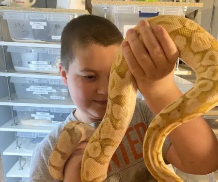 Kawika's Konstrictors, LLC. (Ball Python Breeding)