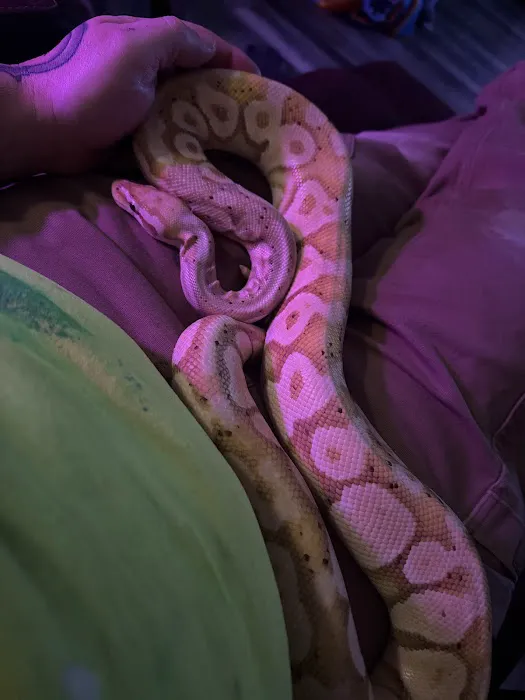 Kawika's Konstrictors, LLC. (Ball Python Breeding) Picture 2