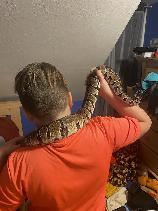 Kawika's Konstrictors, LLC. (Ball Python Breeding) Picture 4