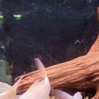 Edgewood Pet Center ico