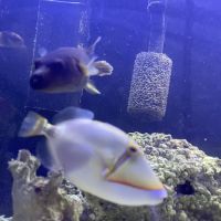 SharkBait LLC ico