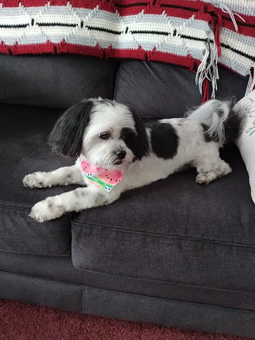 The Paw Pad Pet Boutique Picture 2