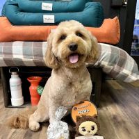 The Paw Pad Pet Boutique ico