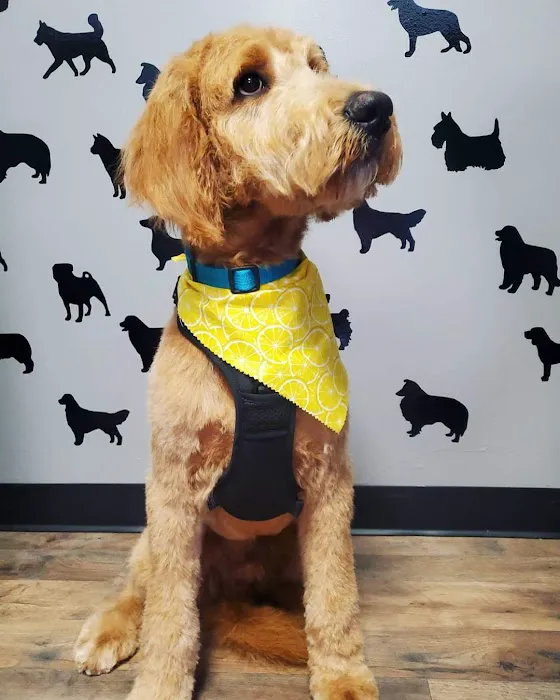 The Paw Pad Pet Boutique Picture 8