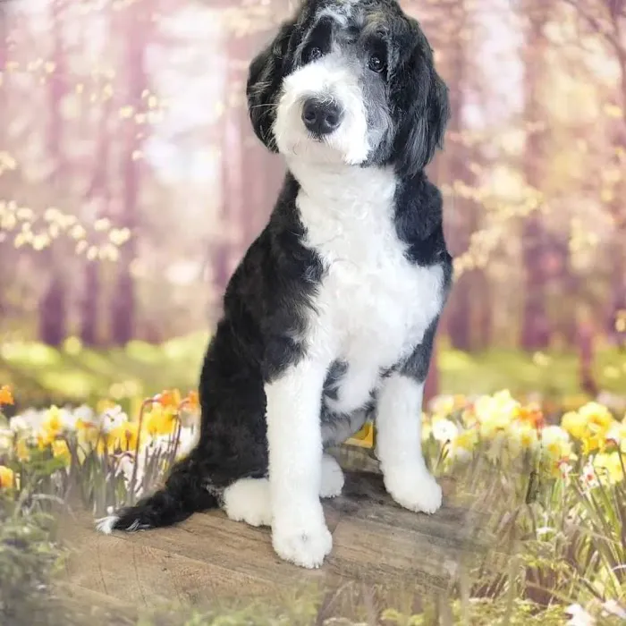 The Paw Pad Pet Boutique Picture 7