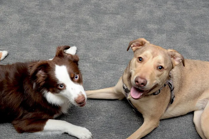 VCA Veterinary Referral and Emergency Center Picture 10