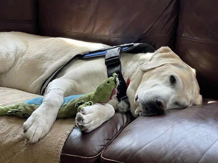 VCA Veterinary Referral and Emergency Center Picture 2
