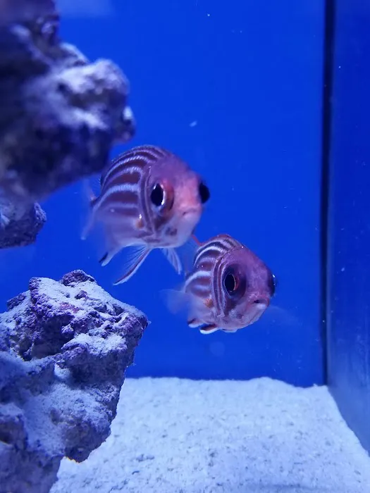 Ocean Rift Aquatics Picture 7