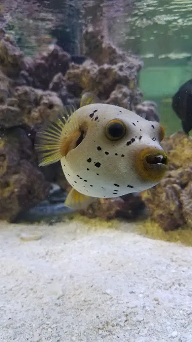 Ocean Rift Aquatics Picture 2
