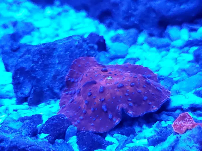 Ocean Rift Aquatics Picture 10