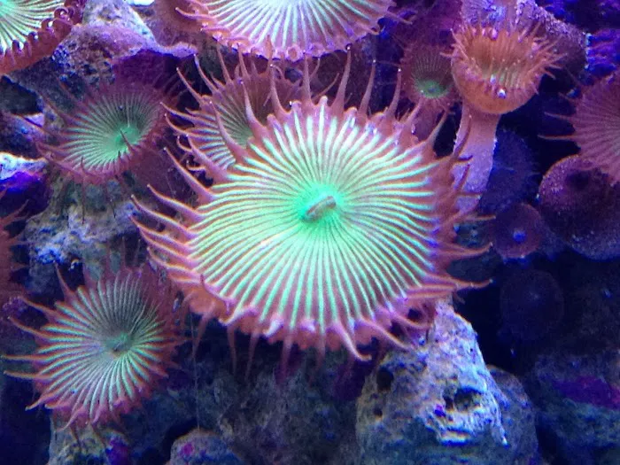 Ocean Rift Aquatics Picture 4
