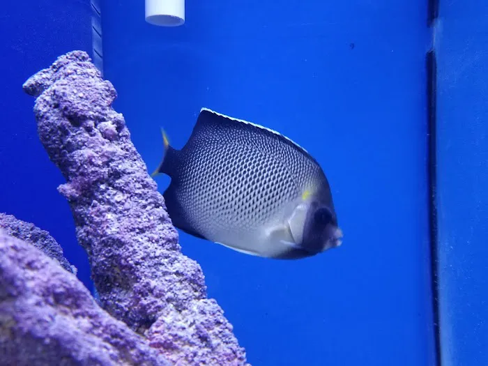 Ocean Rift Aquatics Picture 6