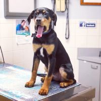 Broad River Animal Hospital ico