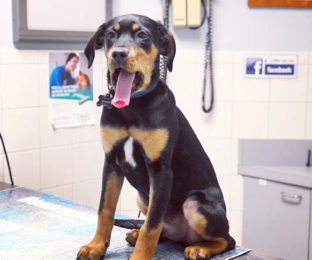 Broad River Animal Hospital