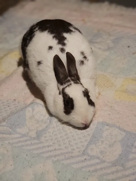 Church's Rabbistry Picture 1