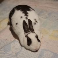 Church's Rabbistry ico