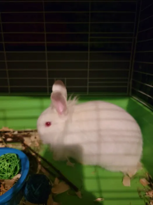 Church's Rabbistry Picture 3