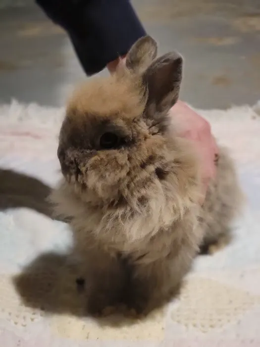 Church's Rabbistry Picture 2