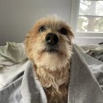 MedVet Norwalk