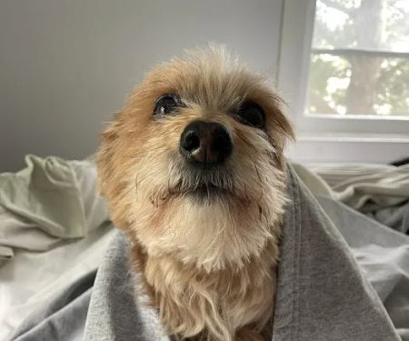 MedVet Norwalk