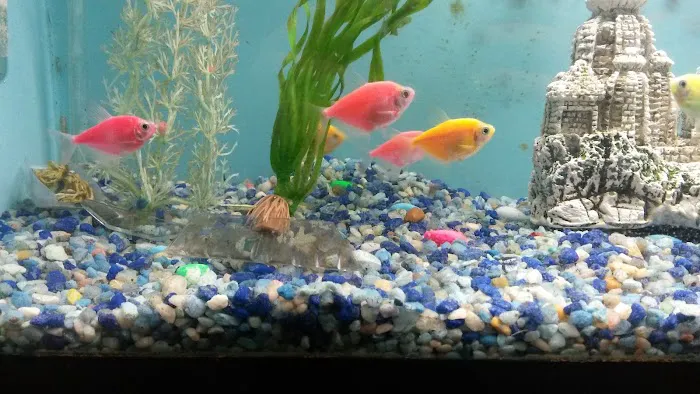 Tropical Paradise Pet Center Picture 10
