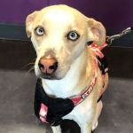 The Veterinary Care Center