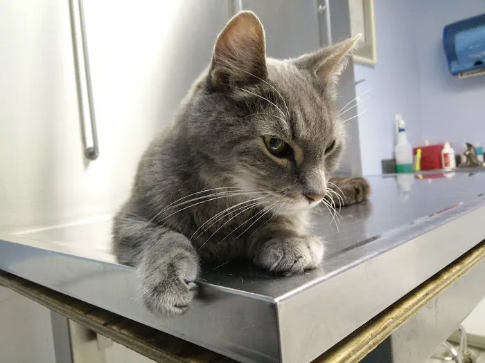 Norwalk Animal Hospital Picture 7