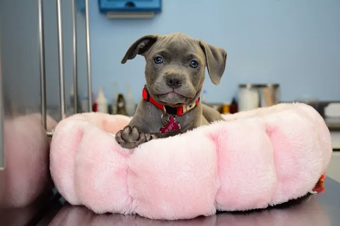 Norwalk Animal Hospital Picture 8
