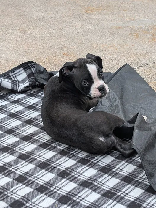 Boxer Blvd. Picture 2