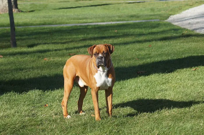 Boxer Blvd. Picture 1