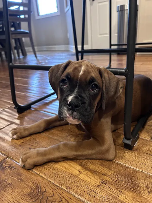 Boxer Blvd. Picture 4