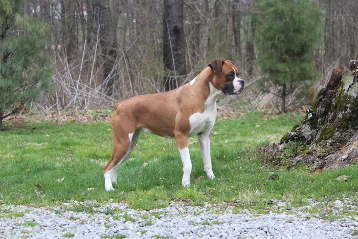 Boxer Blvd. Picture 6