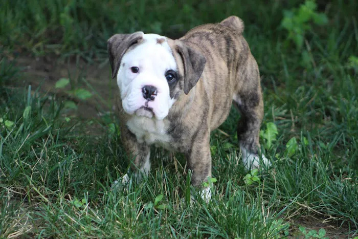 Boxer Blvd. Picture 7