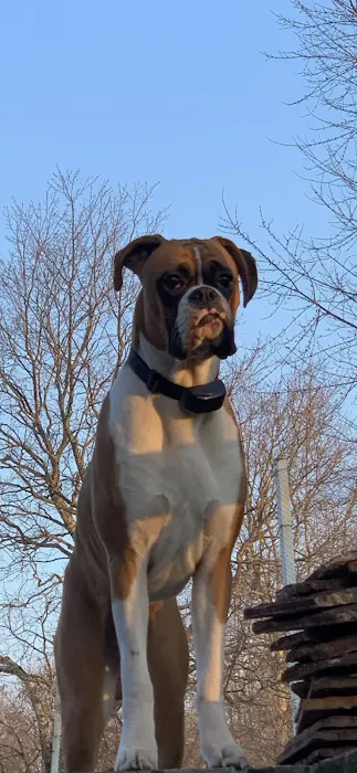 Boxer Blvd. Picture 10