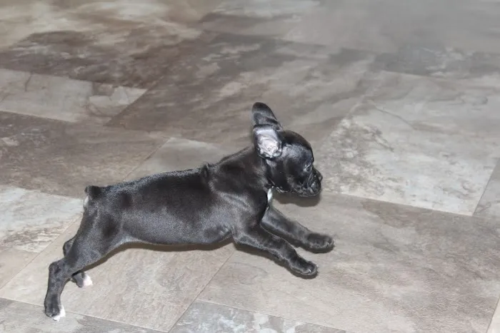 Boxer Blvd. Picture 9