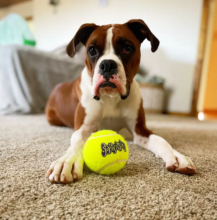 Boxer Blvd. Picture 8