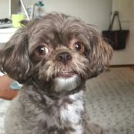 Pound Ridge Veterinary Center